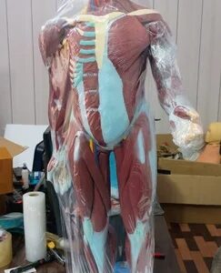 Full Size Human Body Showing Muscles