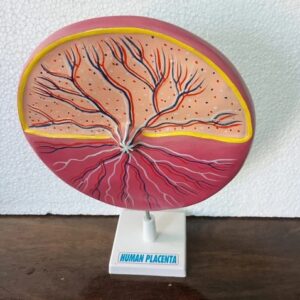 Human Placenta Model