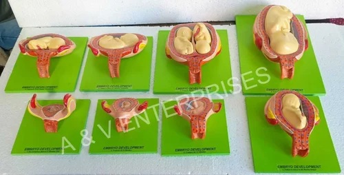 Human Embryo Development stage of nine 1 Human Embryo Development stage of nine