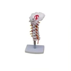 Cervical Vertebral Column with Neck Artery