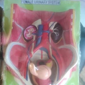 Female Urinary System
