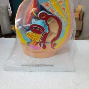 Human Female Reproductive System