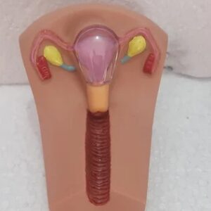 Iud Training Model