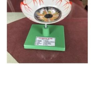 Human Eye Model