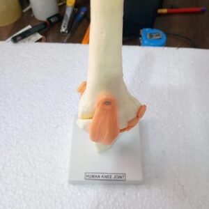 Knee Joint With Ligaments