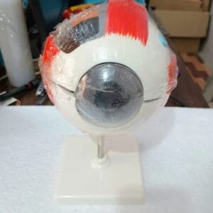 Human Eye Model