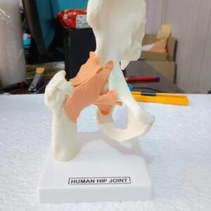 Hip Joint Model