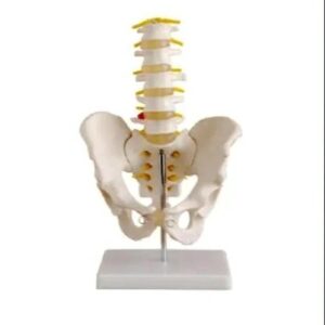 Female Pelvis Model with Lumbar Vertebrae