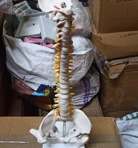 Spine with Pelvis model