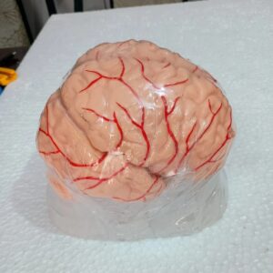 Human Brain With Spinal Cord