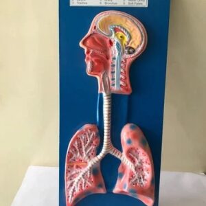 Human Respiratory System Model