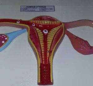 Human Uterus Model