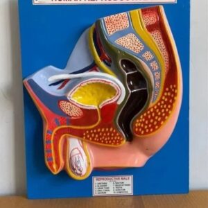 Human Reproductive System Male Model
