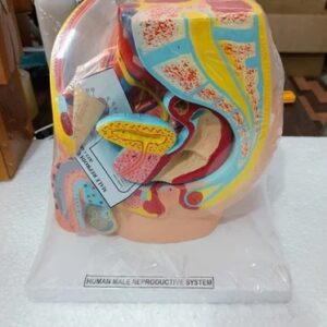 Human Male Reproductive System