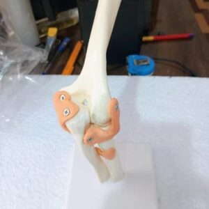Elbow Joint with Ligaments