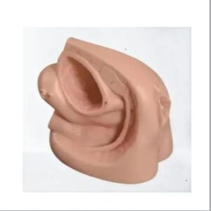 Advanced Female Internal & External Genitals Organs