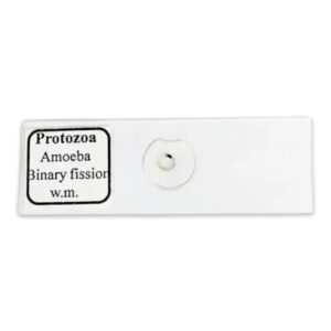 Amoeba Binary Fission Slide