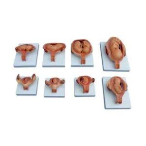 Fetus Development Process