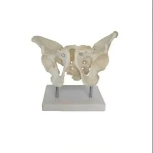 Male Pelvic Model
