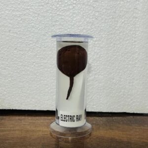 Electric Ray Specimen