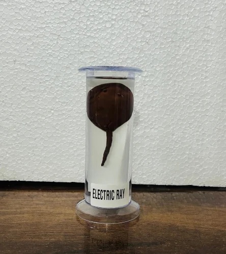 Electric Ray Specimen 1 Electric Ray Specimen