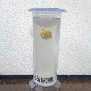 Sea Urchin Specimen