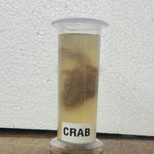 Crab Specimen