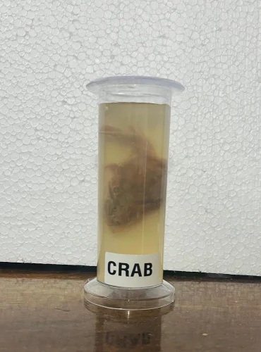 Crab Specimen 1 Crab Specimen