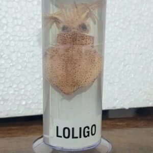 Loligo Specimen