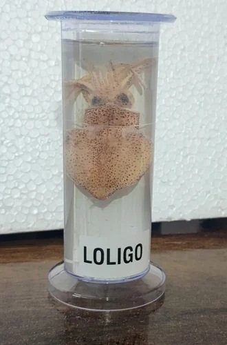 Loligo Specimen 1 Loligo Specimen