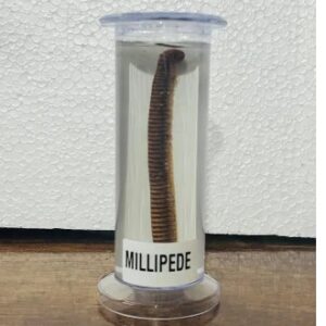 Millipede Specimen
