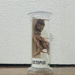 Octopus Specimen