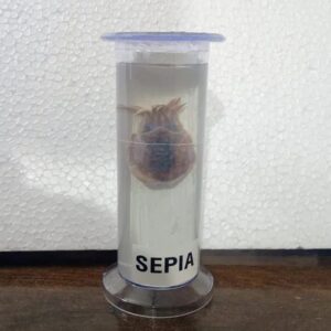 Sepia Specimen