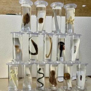 Specimens for zoology lab