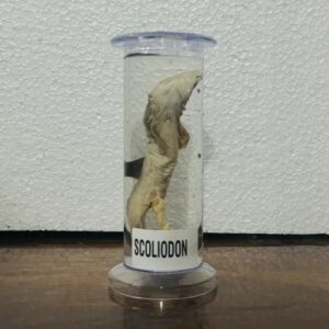 Scoliodon Specimen