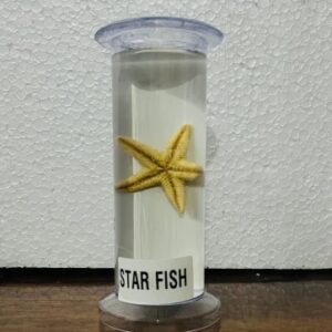 Star Fish Specimen