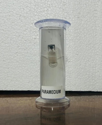 Paramecium Specimen 1 Paramecium Specimen