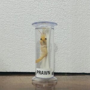 Prawn Specimen