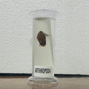 Arthropoda Specimen